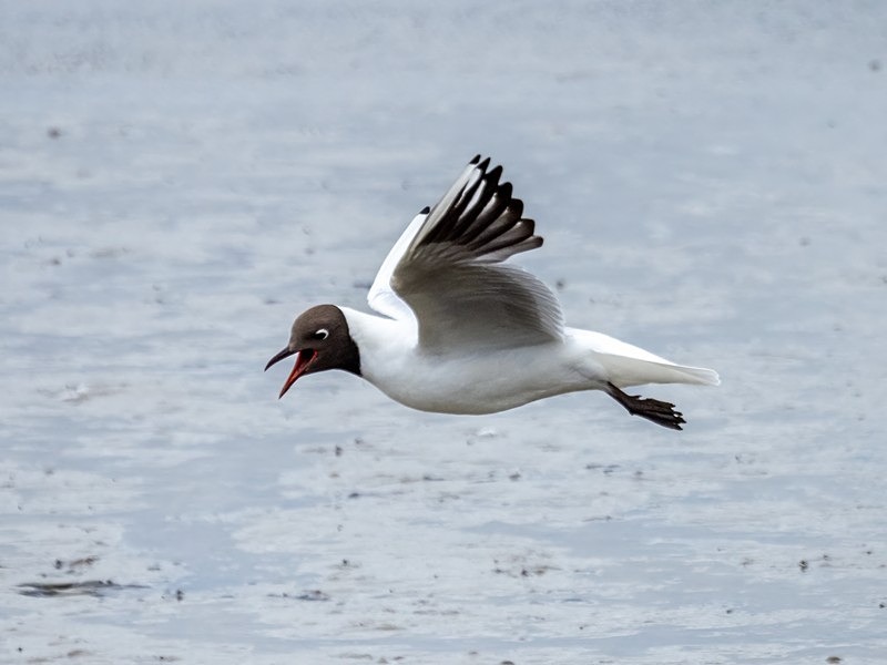 Black-headed Gull - Gulls
