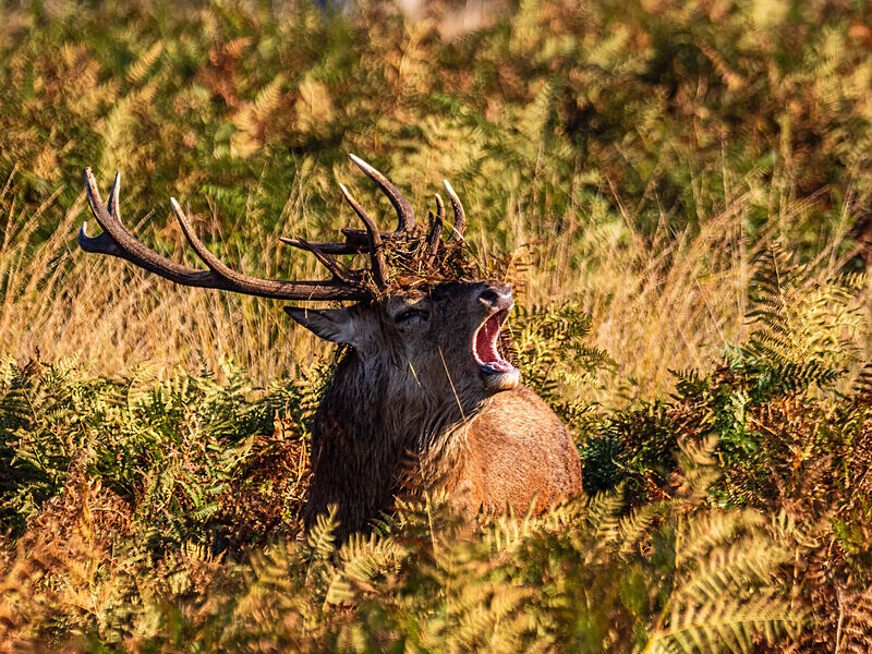 Red Deer - Latest photos