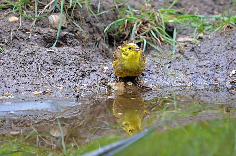 Yellowhammer - Buntings