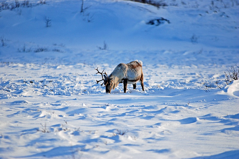 Reindeer - Kvaløya and Sommarøy