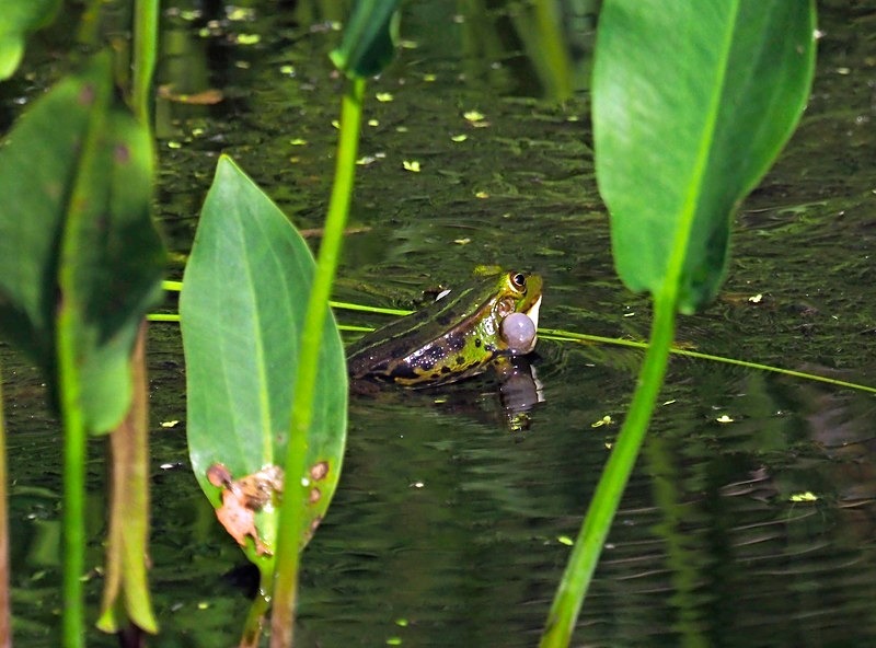 Edible Frog - Frogs and toads