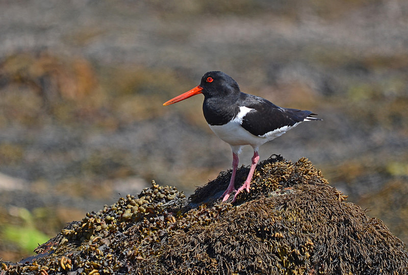 Oystercatcher - Oystercatchers
