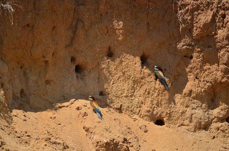 European Bee-eaters - Bulgaria