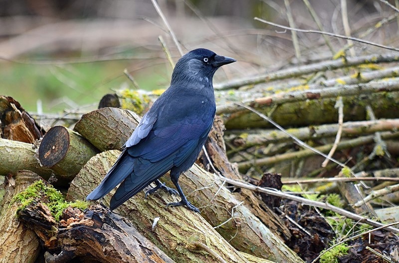 Jackdaw - Crows