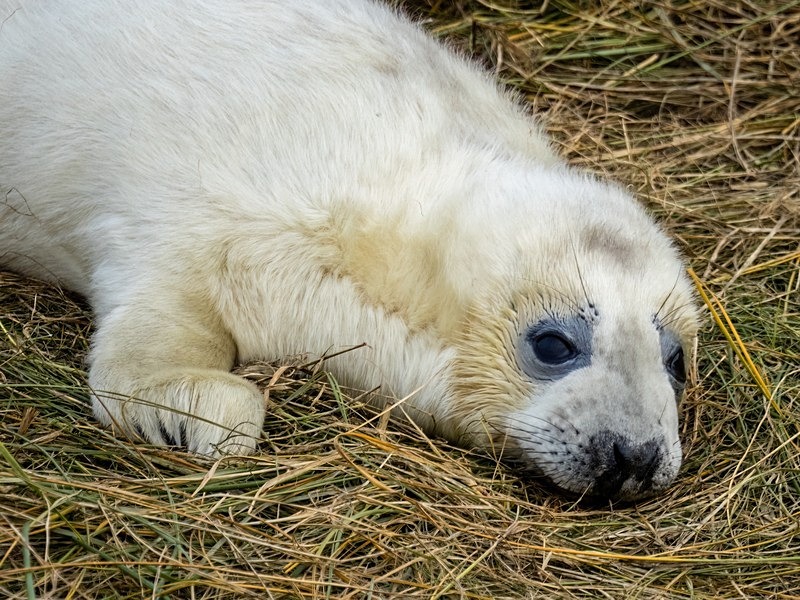 Atlantic Grey Seal - Atlantic Grey Seals