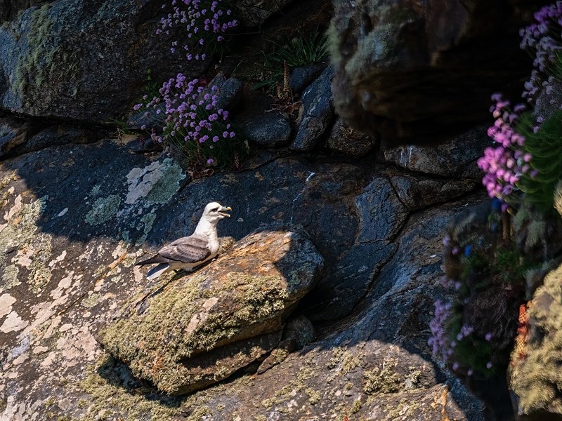 Fulmar - Fulmars