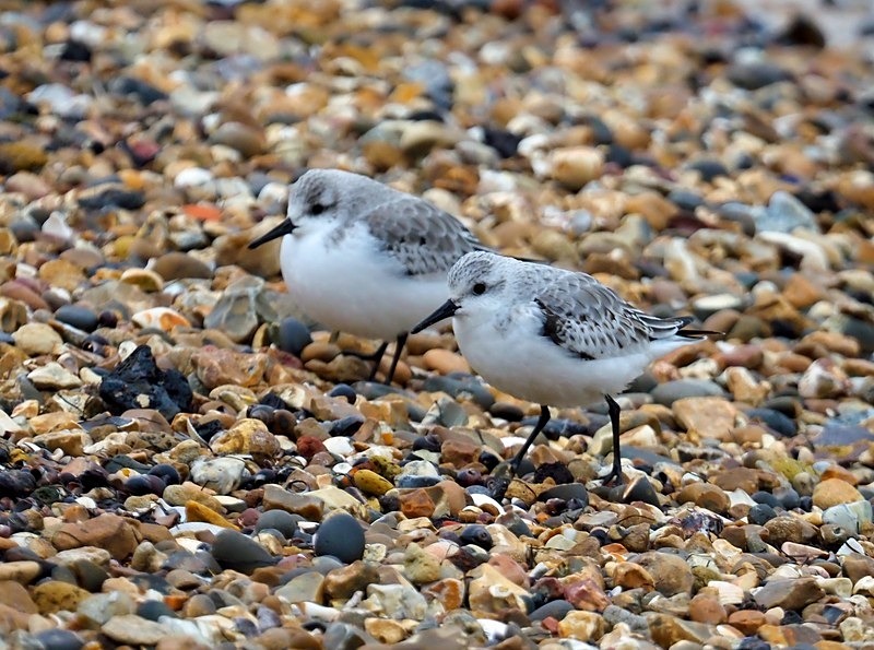Sanderlings - Sandpipers
