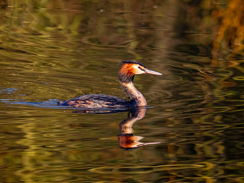 Great Crested Grebe - Latest photos