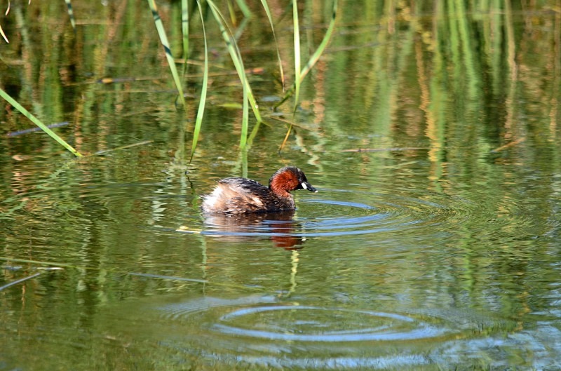 Little Grebe - Grebes