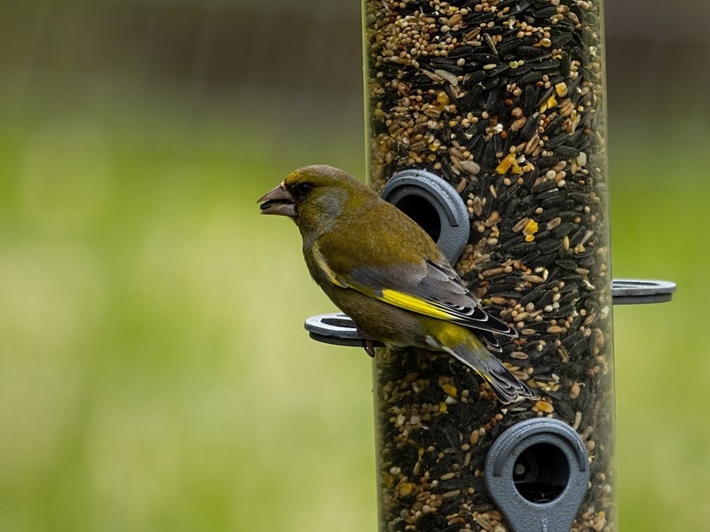 Greenfinch - Finches