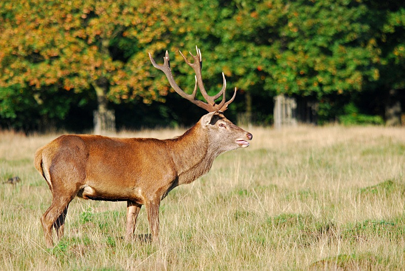 Red Deer - Red Deer