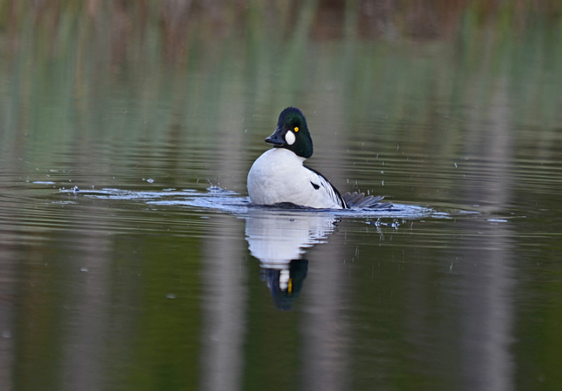 Goldeneye - North east Finland