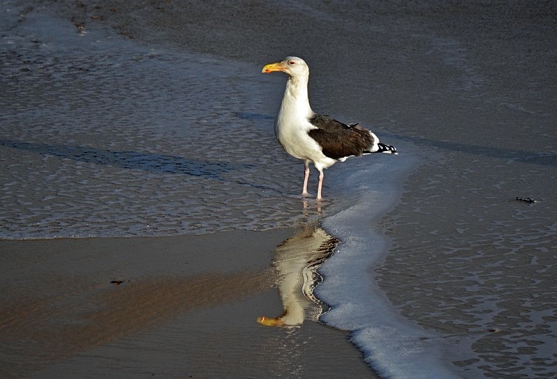 Great Black-backed Gull - Gulls