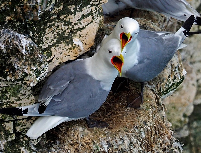 Kittiwakes - Gulls