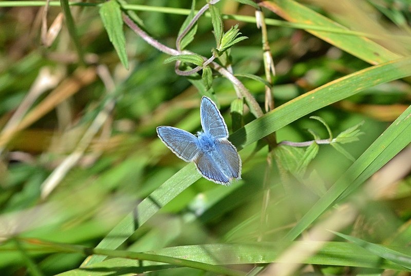 Common Blue - Butterflies