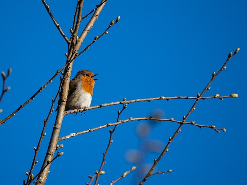 Robin - Robins