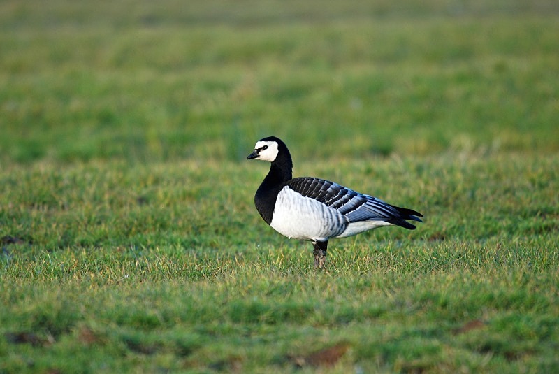 Barnacle Goose - Black geese