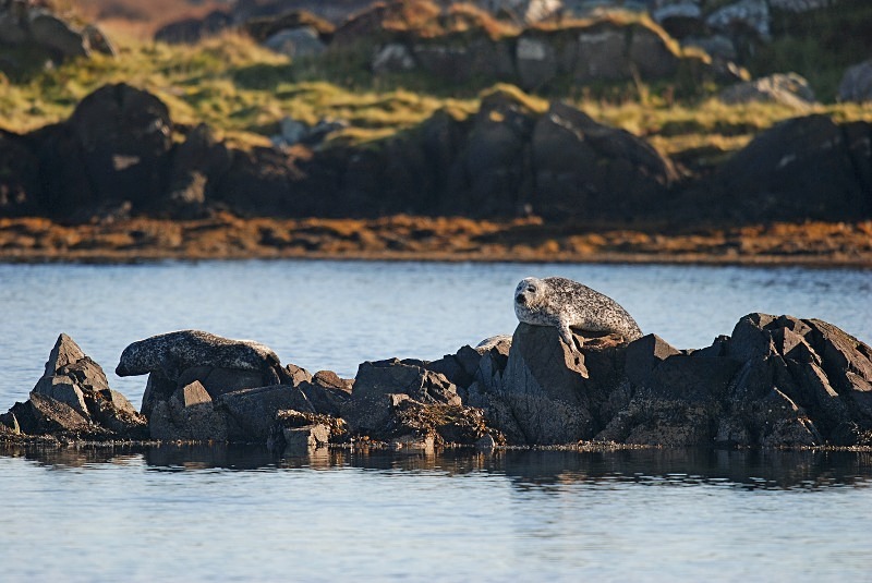 Common Seal - Common Seals