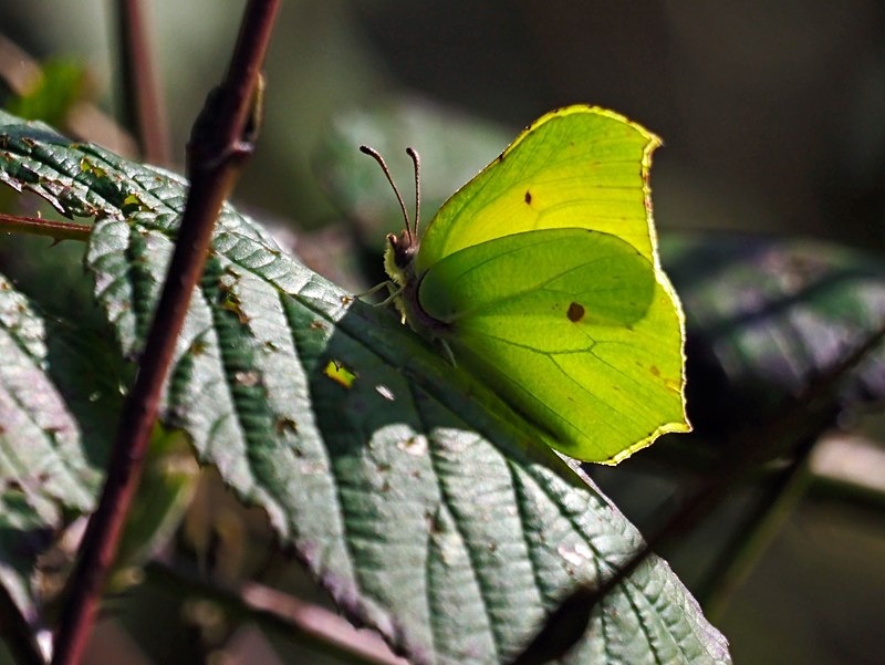 Brimstone - Butterflies