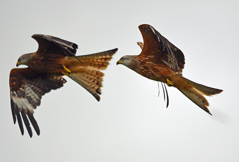 Red Kites - Birds of prey