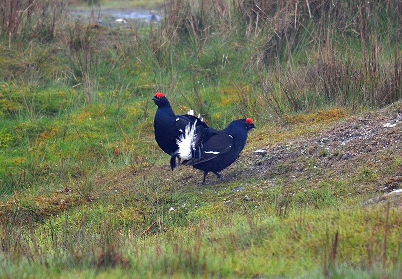 Black Grouse - Game birds