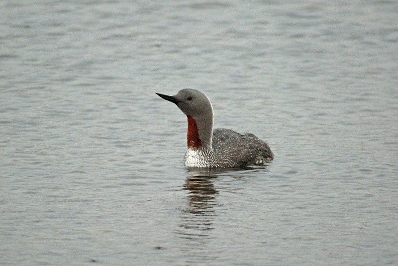 Red-throated Diver - Divers