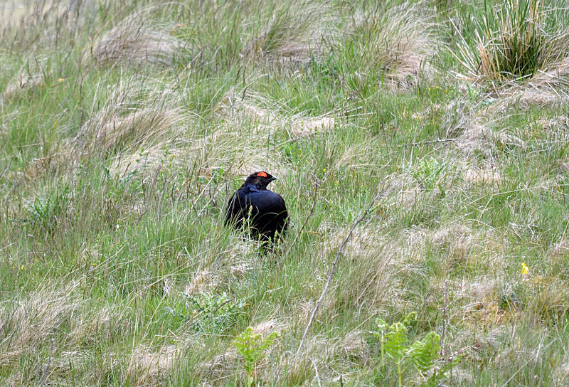 Black Grouse - Game birds