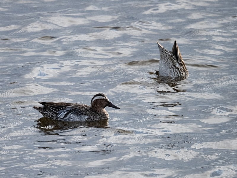 Garganeys - Dabbling ducks