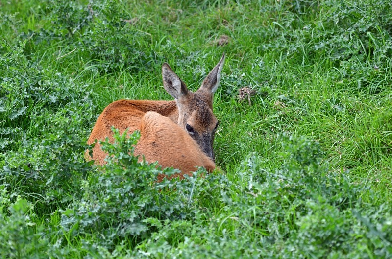 Roe Deer - Deer