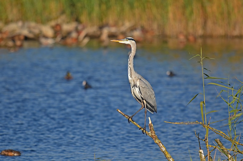 Grey Heron - Herons and egrets