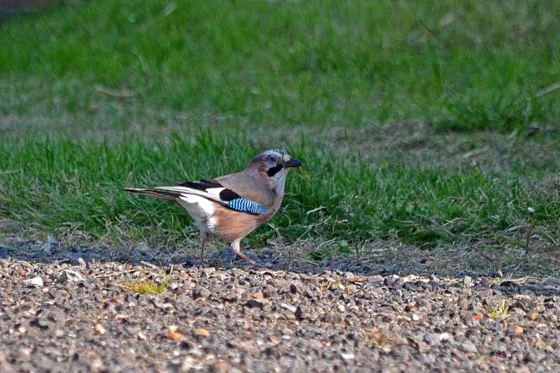 Jay - Crows