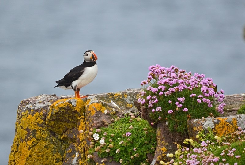 Puffin - Puffins
