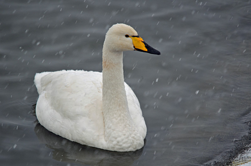 Whooper Swan - Whooper and Bewick's Swans