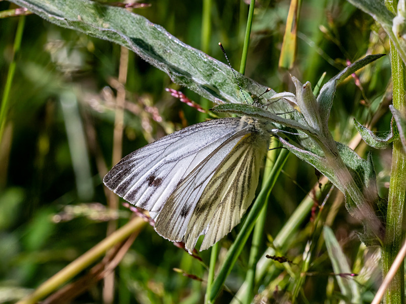 Green-veined White - Latest photos
