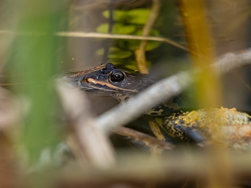 Common Frog - Frogs and toads