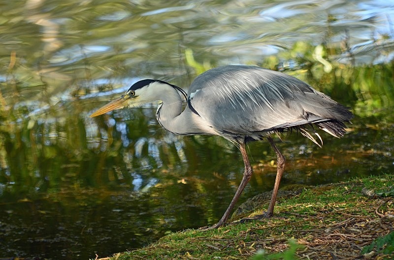 Grey Heron - Herons and egrets