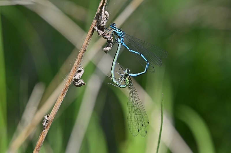 Common Blue Damselflies - Dragonflies and damselflies