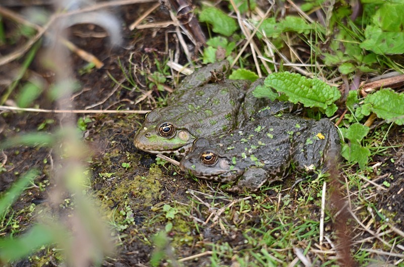 Marsh Frogs - Marsh Frog