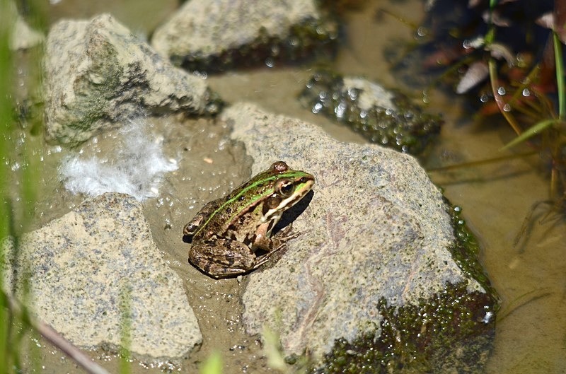 Marsh Frog - Slovakia