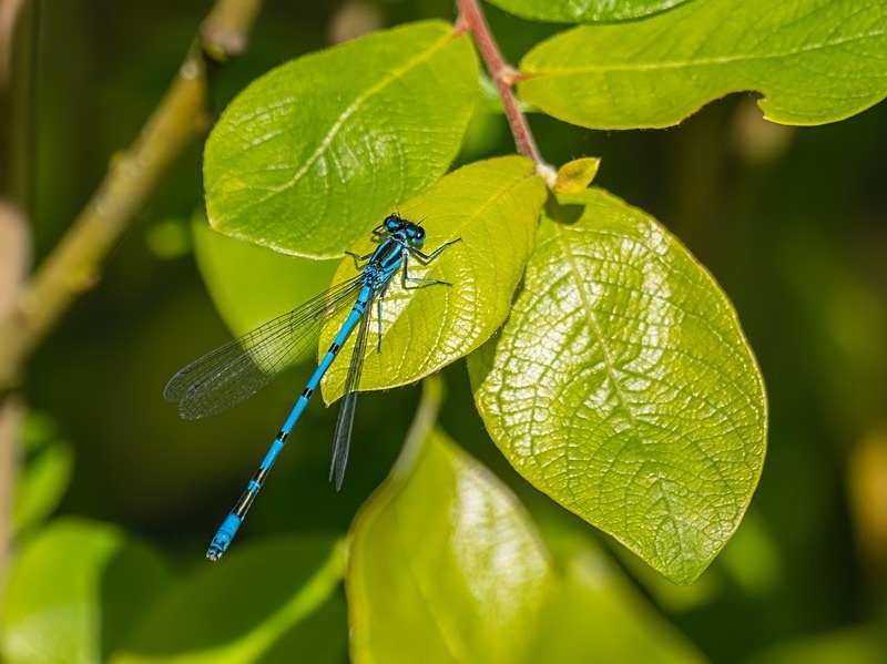 Azure Damselfly - Dragonflies and damselflies