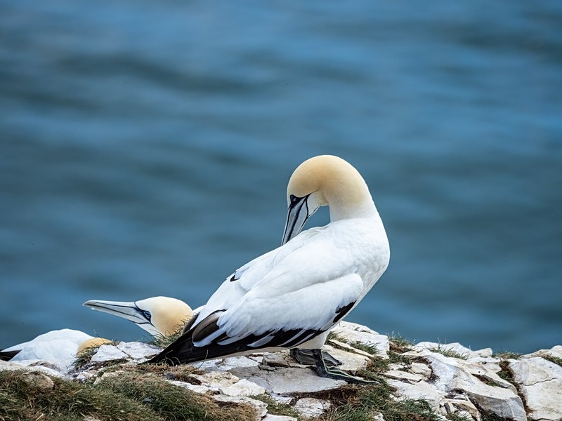Gannet - Gannets
