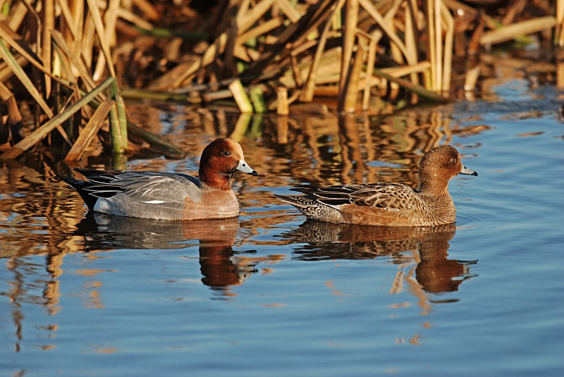Wigeon - Dabbling ducks