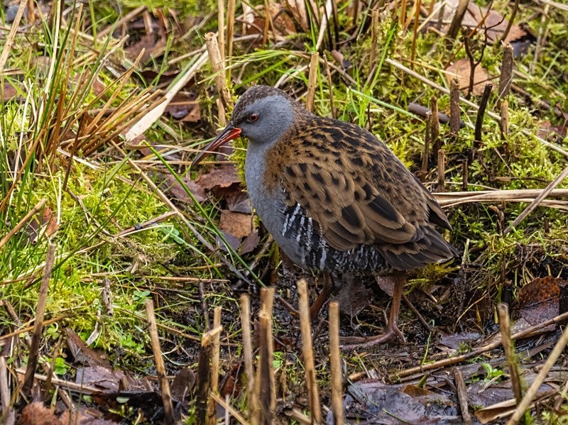 Water Rail - Crakes and rails