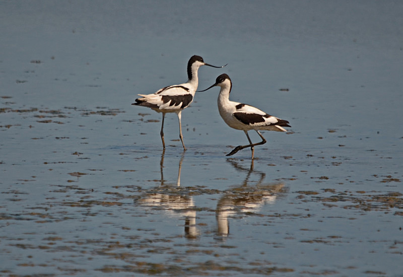 Avocets - Avocets and stilts
