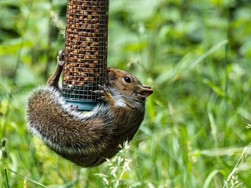 Grey Squirrel - Grey Squirrels