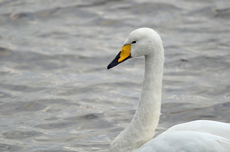 Whooper Swan - Whooper and Bewick's Swans