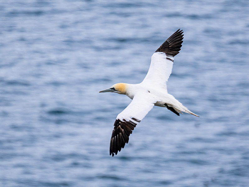 Gannet - Latest photos