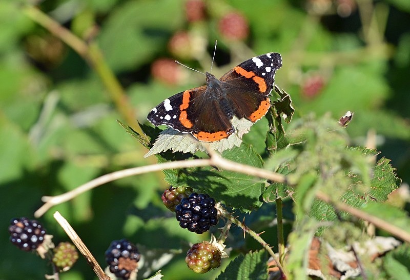 Red Admiral - Butterflies