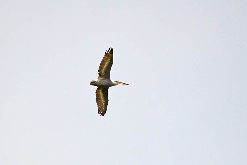 Dalmatian Pelican - Bulgaria