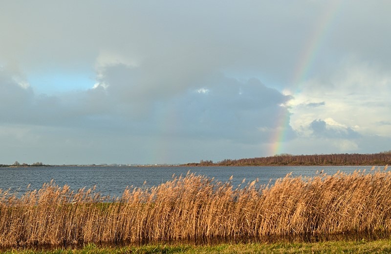 Lauwersmeer National Park, Friesland Province, Netherlands - Netherlands - December 2019